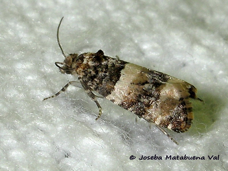 Lobesia artemisiana - Tortricidae